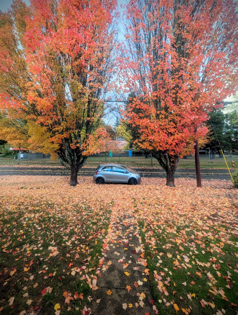A small silver car sits on a bed of leaves below two maple trees that have lost half of their orange leaves. The leaves are most concentrated near the trunks, and then get progressively sparser further away, and more of the green grass and grey walkway are visible beneath.