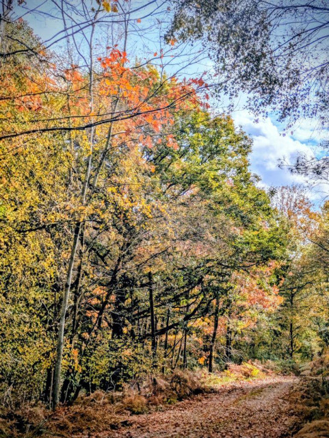 photo I took 2 days ago in Normandy.
A vertical photo of a forest path in autumn. The path, covered in brown fallen leaves, curves away to the right into the woods. Trees lining the path show brightly colored foliage, including yellow, green, and vibrant orange, under a blue sky with some white clouds.