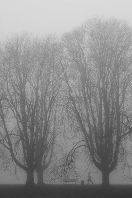 Auf dem Foto sind 2 grosse Bäume im dichten Nebel zu sehen. Zwischen den beiden steht eine Bank, sowie ein Mülleimer. 
Man sieht noch einen Läufer, das Foto ist in schwarzweiss. 