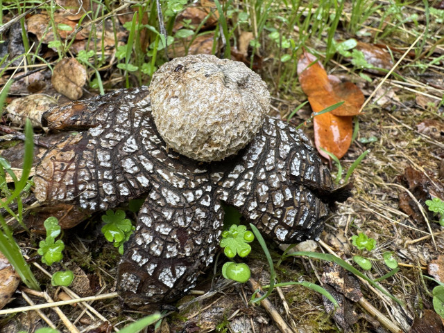 side vote of a earthstar mushroom. it has a round ball like top part which sits on a star shaped base. the base has a wood like texture and dark brown and white, resembling bark