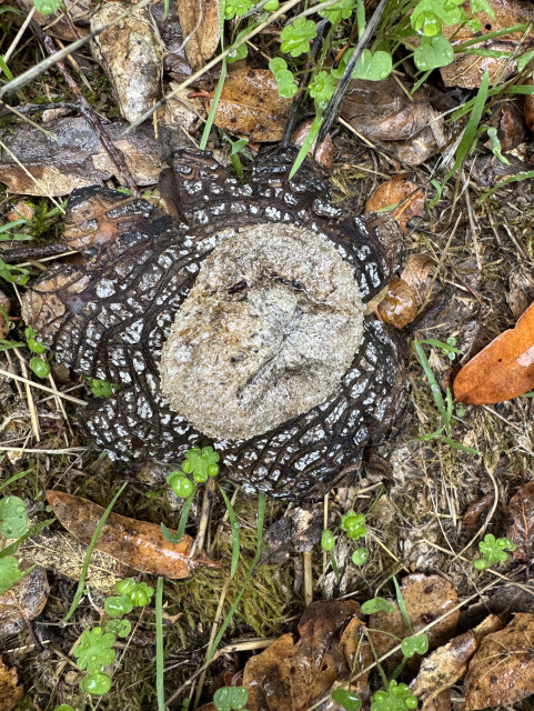 top view of a earthstar mushroom. it has a round ball like top part which sits on a star shaped base. the base has a wood like texture and dark brown and white, resembling bark