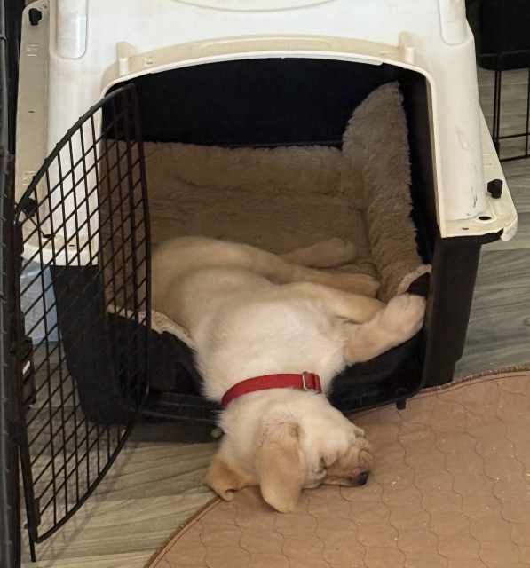 A puppy hanging out of the front of a small dog crate asleep