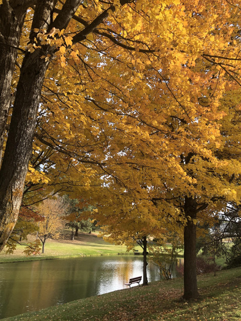 In the left foreground is a large maple tree in full autumn bloom of bright yellow-orange leaves with small pond and bench in the background, fall leaves fallen on the green grass
