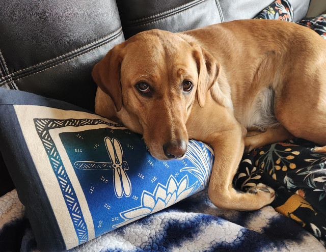 Golden lab lying on a black sofa with her screen print blue pillow. She is looking up at the camera.