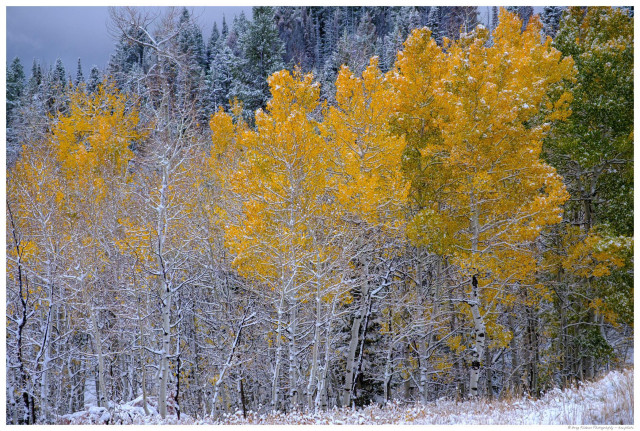 Foreground grasses and slender aspen trunks are flecked with snow while dark evergreens rise behind, highlighting the contrast between fall color and early winter