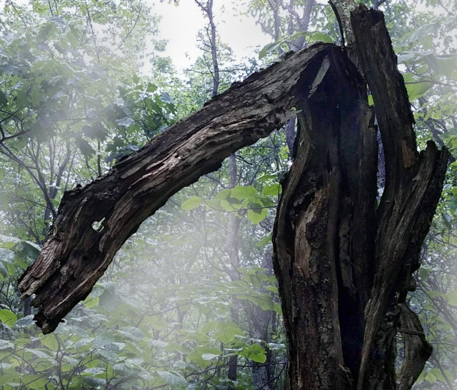 On a rainy evening in the forest beneath a gray overcast sky a dead tree has rotted on the inside, leaving a top that is mostly bark. Folded over, it resembles the head and front body portion of a snake, with a well-placed hole creating its eye.