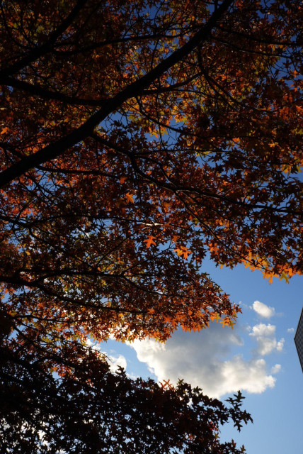 orange leaves on a maple tree