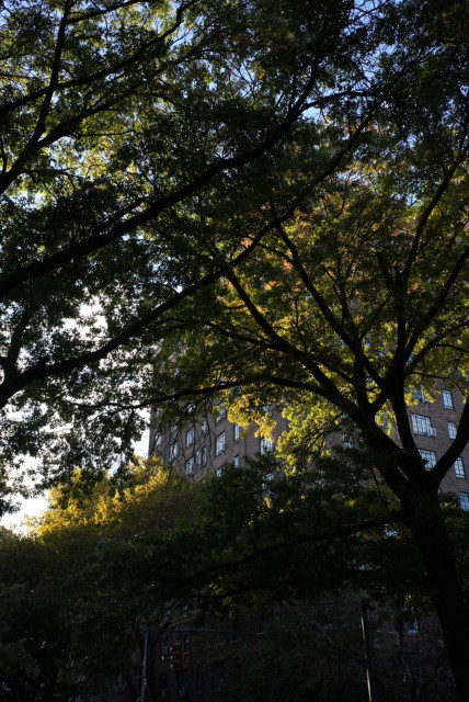 tree leaves starting to turn yellow