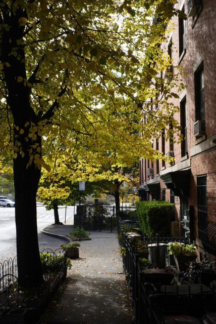 yellow trees with the sun streaming through