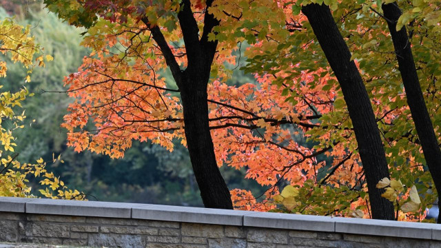 Behind a sandstone wall black tree trunks frame bright orange leaves.