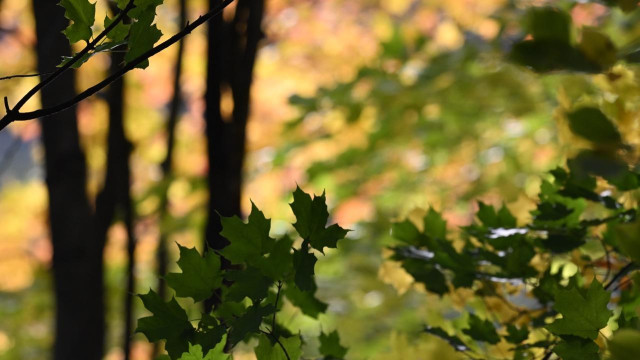 Some green leaves in the foreground with a blur of color behind.