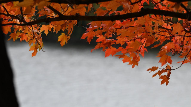 Leave foaming orange spread from a shadow branch with a river in the background.