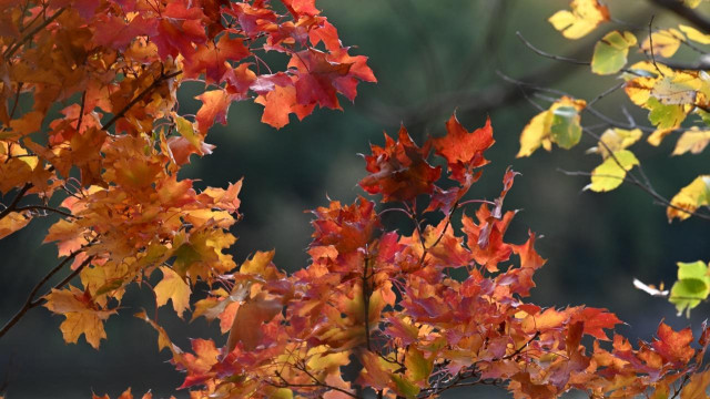 Autumn leaves in full color.
