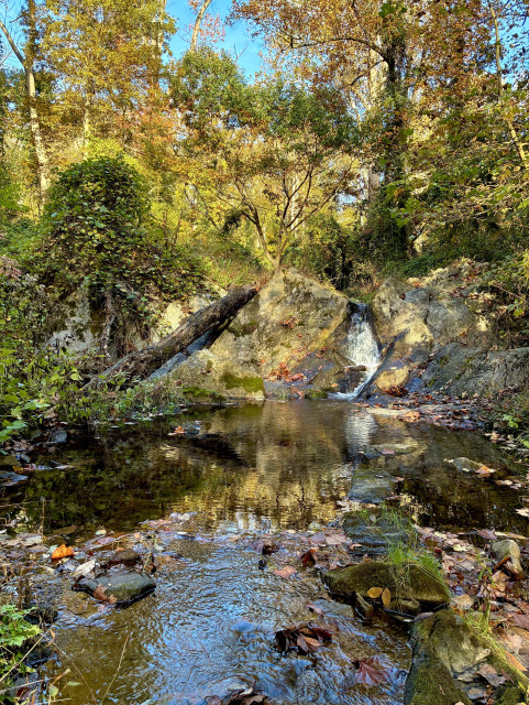 A small waterfall flows down a rocky slope into a pool in the forest vegetation and illuminated by morning sunlight.