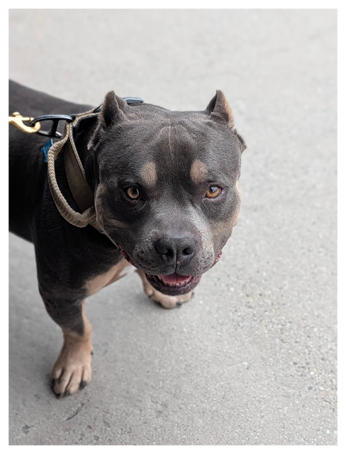 A muscular, short-haired dog with cropped ears and a broad head stands on gray pavement, wearing a tan harness and leash. The dog has a dark gray coat with tan markings on its legs and face and looks up at the camera with a relaxed expression.