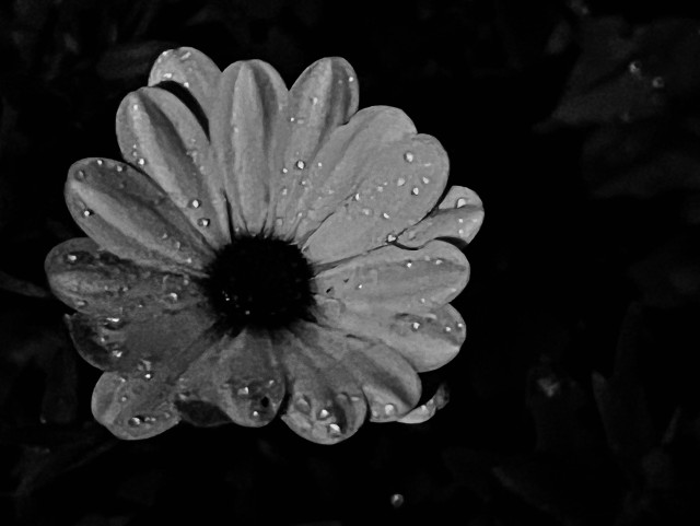 Black and white photo looking down on to the head of a daisy-like flower (I do apologise, I'm still very bad at official names of plants) with bright white oval petals and a dark black centre. It has been raining, and the petals are studded with small circular droplets, as if someone had sprinkled a handful of little crystals over them. The background is mainly dark black, but you can just make out the faintest smudgy hint of fallen leaves. 