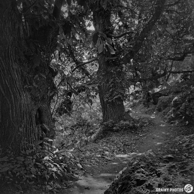 A black and white photo shows a forested path winding between large, textured centenary chestnut trees with dense foliage and dappled sunlight on the ground.