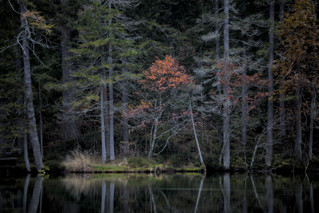 Ein bewaldetes Ufer mit einem Baum in der Mitte, dessen Blätter herbstlich gefärbt sind. Die Bäume spiegeln sich im Wasser davor.