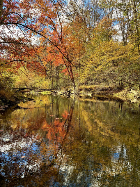 A quiet forest creek flows under the autumn sun. The golden and orange leaves of the surrounding trees are reflected on the calm water. At the center, a slender tree with vivid orange leaves stands out strikingly.