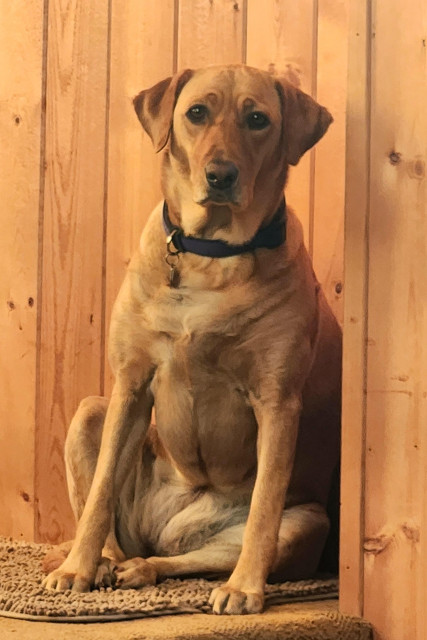 Golden lab sitting on her tan rug in a corner. The walls around her are wood paneled.