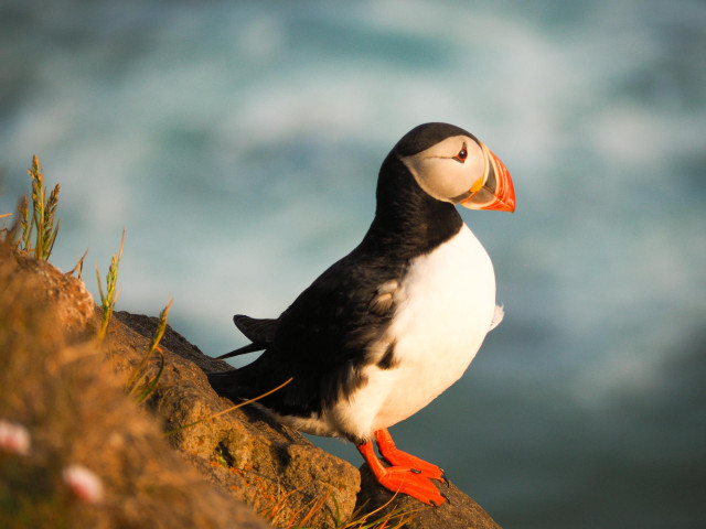 A puffin standing on the edge of a sea cliff under warm, early summer twilight. 