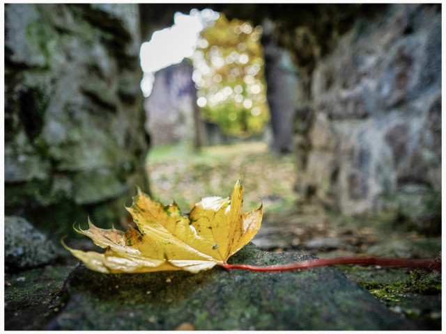 A close-up of a yellow maple leaf resting on a stone surface, with blurred stone ruins and greenery in the background, showcasing a serene autumn scene.