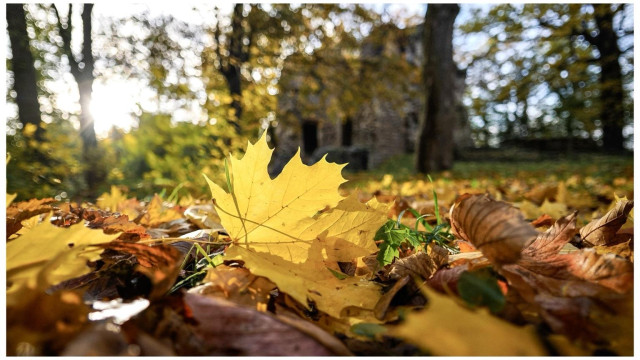 A close-up view of a vibrant yellow maple leaf on the ground, surrounded by various autumn leaves in shades of brown and orange. In the background, sunlight filters through trees, illuminating a stone structure, partially blurred by depth of field.
