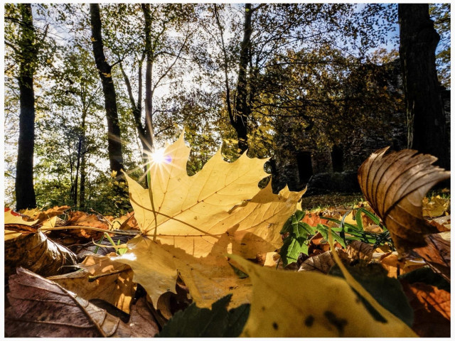 A close-up view of colorful autumn leaves on the forest floor, with sunlight filtering through trees in the background. A hint of a stone structure is visible, adding an element of history to the natural scene.
