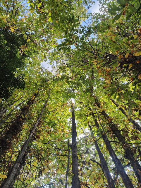 Bottom to top view from the center of a chestnut tree. Tall, maybe 30 years old shafts are placed in a circle. Leaves are turning yellow/orange as in fall. Afternoon sunlight filtrated through the leaves. Clear blue sky.