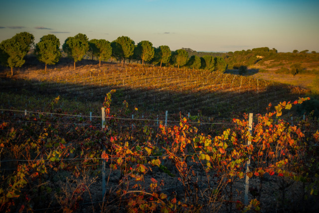low light from the setting sun illuminating a vineyard with pine trees behind it in Portugal