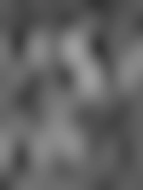 Looking up at tall thin trees in the woods. This high contrast black and white image doesn't reveal much detail as the sun shines through the trees.