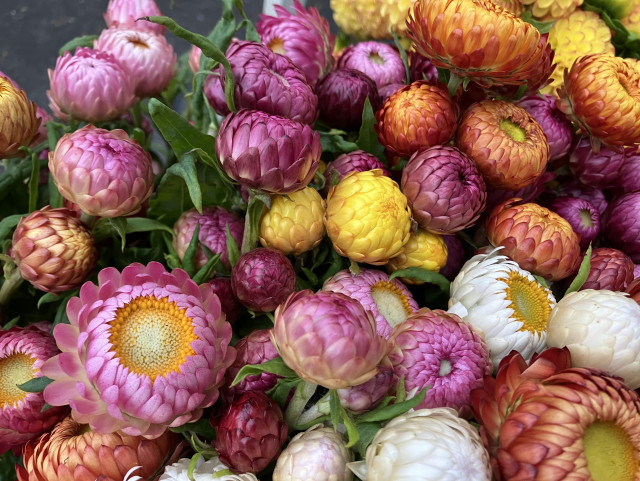 Strawflowers in yellow, white, orange, pink and purple.