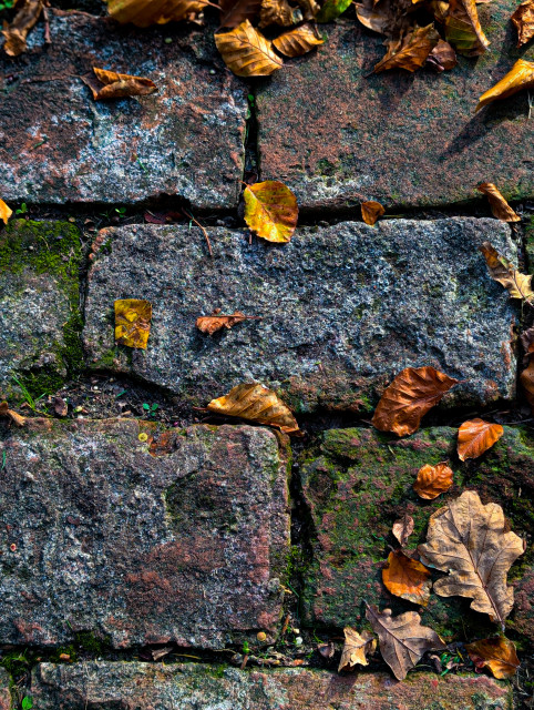 A close-up view of an old brick pathway overlaid with the colors and textures of autumn. The surface is composed of large, rectangular weathered bricks in tones of dark red, rusty brown, blue-grey, and charcoal. Patches of vibrant green moss and small weeds grow in the crevices between the stones.

Scattered across the stones are numerous dry, fallen leaves. These leaves provide strong autumnal contrast, with colors ranging from bright golden yellow to deep coppery brown and dark, dried oak-leaf shapes.