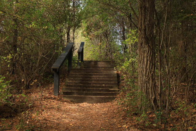 This photo was taken along a trail in a wooded area during the day.  A staircase made of wood is in the centre of the frame, rising up into the background. A handrail with two sections is present on the left hand side of the stairs.  The trail leads up to the beginning of the steps and trees line both sides of the staircase. Although mid-October, the leaves on the trees in this area are still mostly green. Some brown fallen leaves can be seen on the trail itself.  