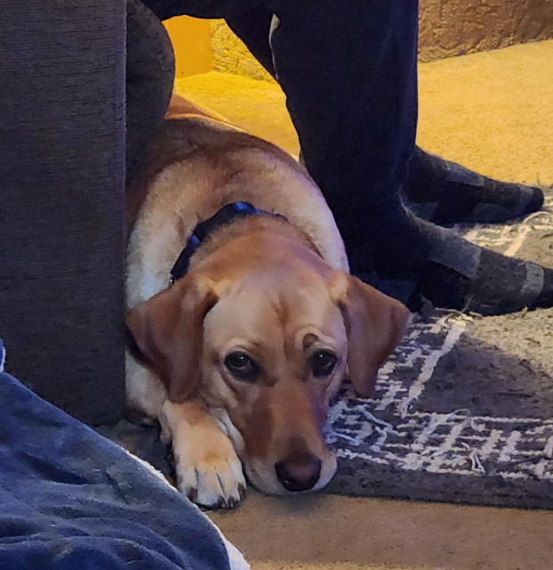 Golden lab lying on the floor under her pal's legs next to his recliner.
