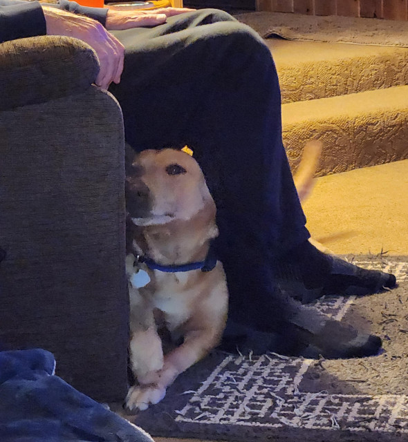 Golden lab is squeezing between legs and a recliner. 