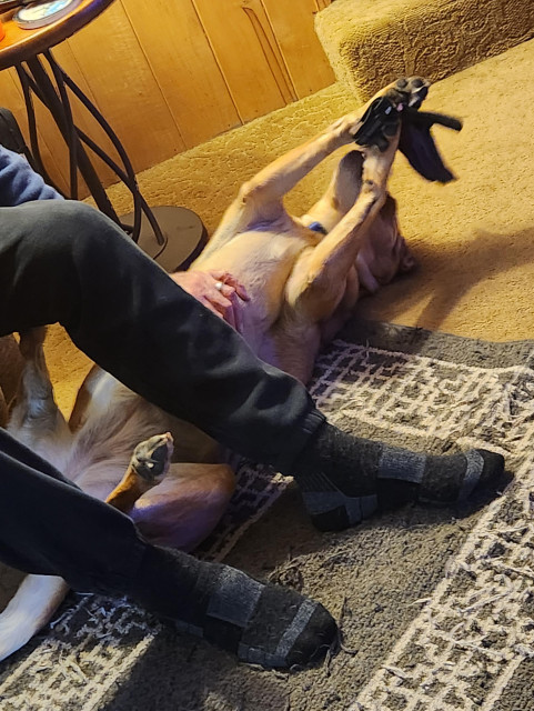 Golden lab lying on her back while she plays with her gardening glove and gets a belly rub.