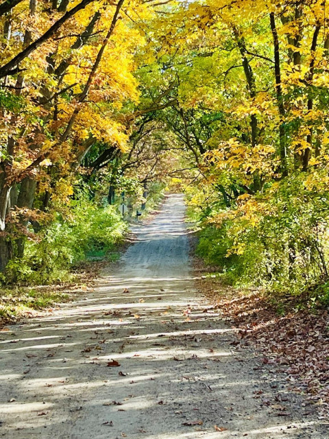 A tranquil dirt path is flanked by trees adorned with vibrant autumn foliage, showcasing shades of yellow and green. The path leads into a peaceful distance, with fallen leaves scattered along the ground. Sunlight filters through the trees.