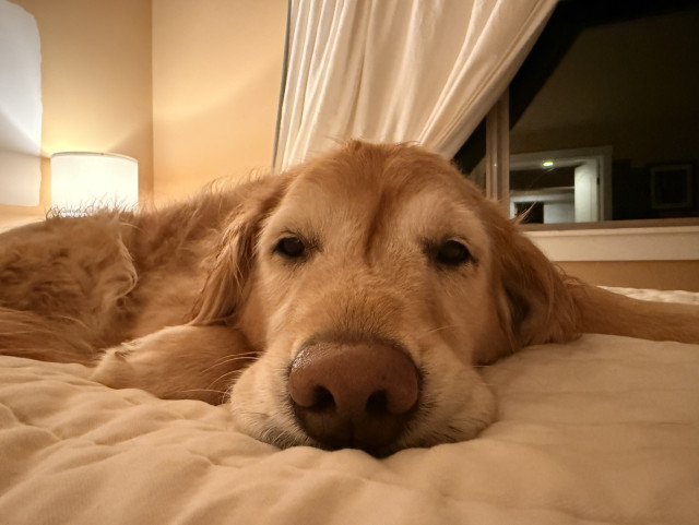 my golden retriever with squished snoot on bed