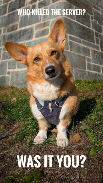 Moxxi the corgi is looking straight at the camera with her head tilted to the right. The caption reads : who killed the server? Was it you?