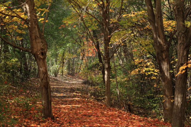 This is an autumn scene photo taken along a curved section of a fairly flat accessible trail which runs through a forest. The trail is covered with fallen leaves which range in colour from light brown to orangish. The trail curves slightly to the right in the frame with trees close to the edges on both sides. Some green leaves still remain on the trees providing a mix of colour across the photo. The frame is filled with trees and leaves in the top section with no sky showing. 