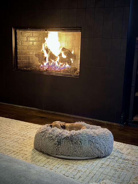 A dachshund sleeping, totally engulfed by a plush dog bed. 