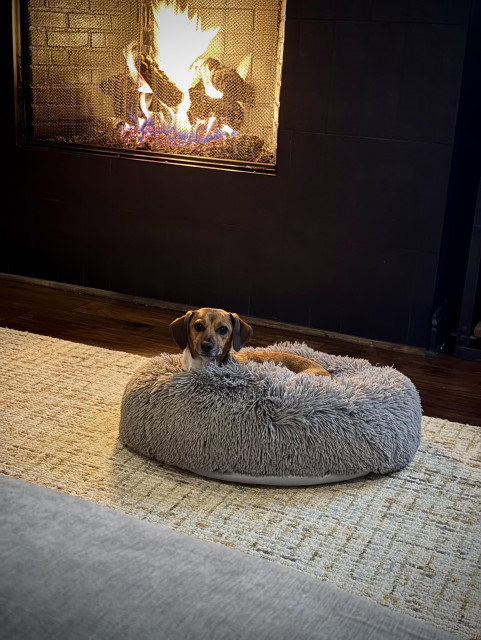 A dachshund with her head peaking up from a plush dog bed. She is in front of a fireplace. 