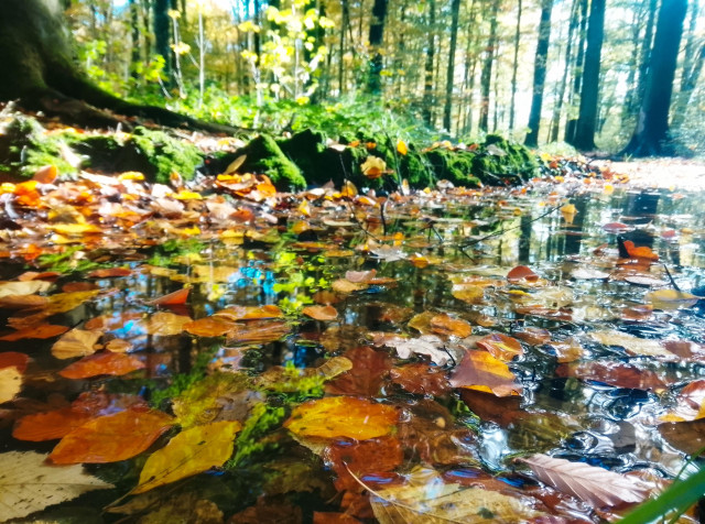 Autumn leaves floating on a pool of water in the forest