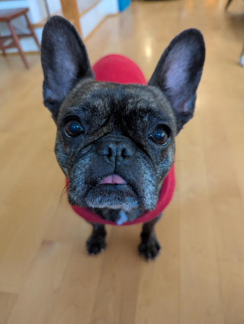 Photo of brindle French bulldog with wars up, starting intently at the camera