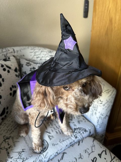 Rosie, the little doodle dog, is sitting on the black and white living room chair. She's wearing a black witch hat and a black and purple cape. She has a look on her face like she is not enjoying it as much as her mom is. Like... get this stuff off of me. 
