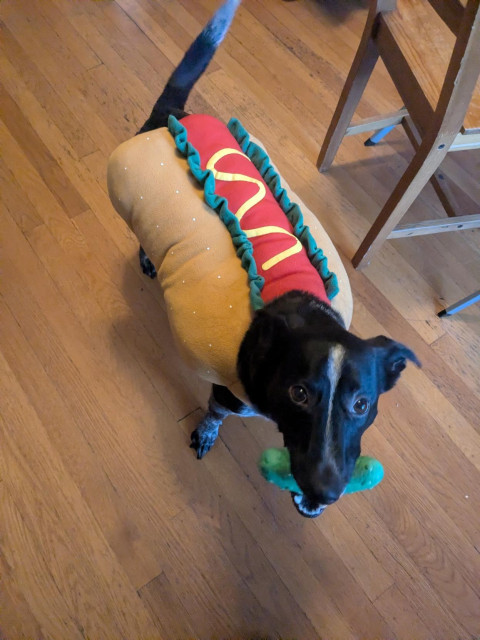 Short long black dog in a hotdog costume holding a pickle chew toy