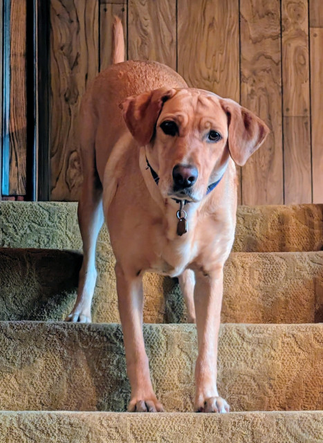 Golden lab is standing on stairs asking me to play with her in her own special way 