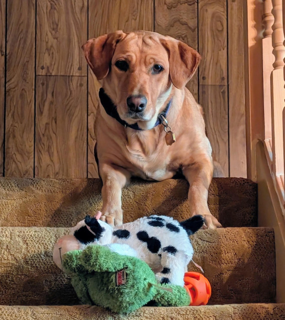 Golden lab is lying on the top of a staircase with her stack of plush toys and orange balls.