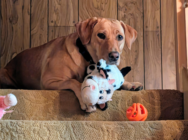 Golden lab is lying at the top of the stairs with her plush toy cow in her mouth. There is an orange ball on the step below her.